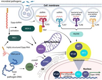 Therapeutic immunomodulation by rationally designed nucleic acids and nucleic acid nanoparticles